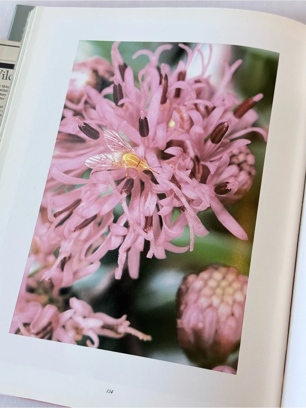 Texas Wildflowers Hardcover  by Leo Meier and Jan Reid